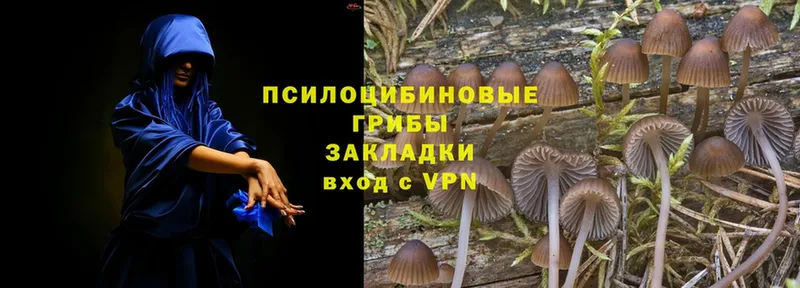 Галлюциногенные грибы Psilocybe Майский